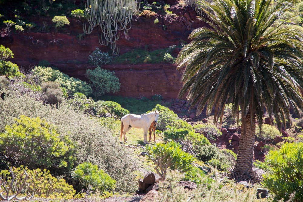 Pferde, Palmen und viel Grün im Barranco Chico