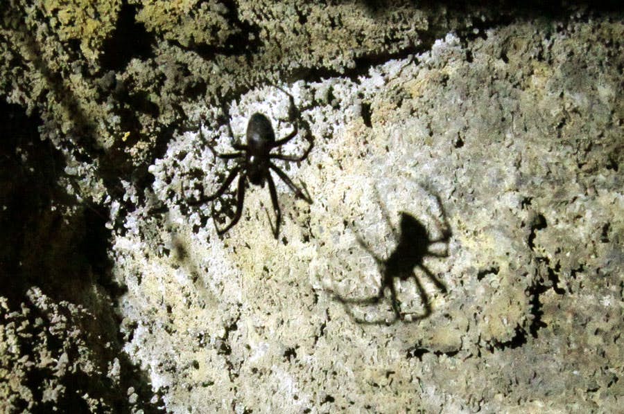 Höhlentiere wie Spinnen leben in der Cueva del Viento