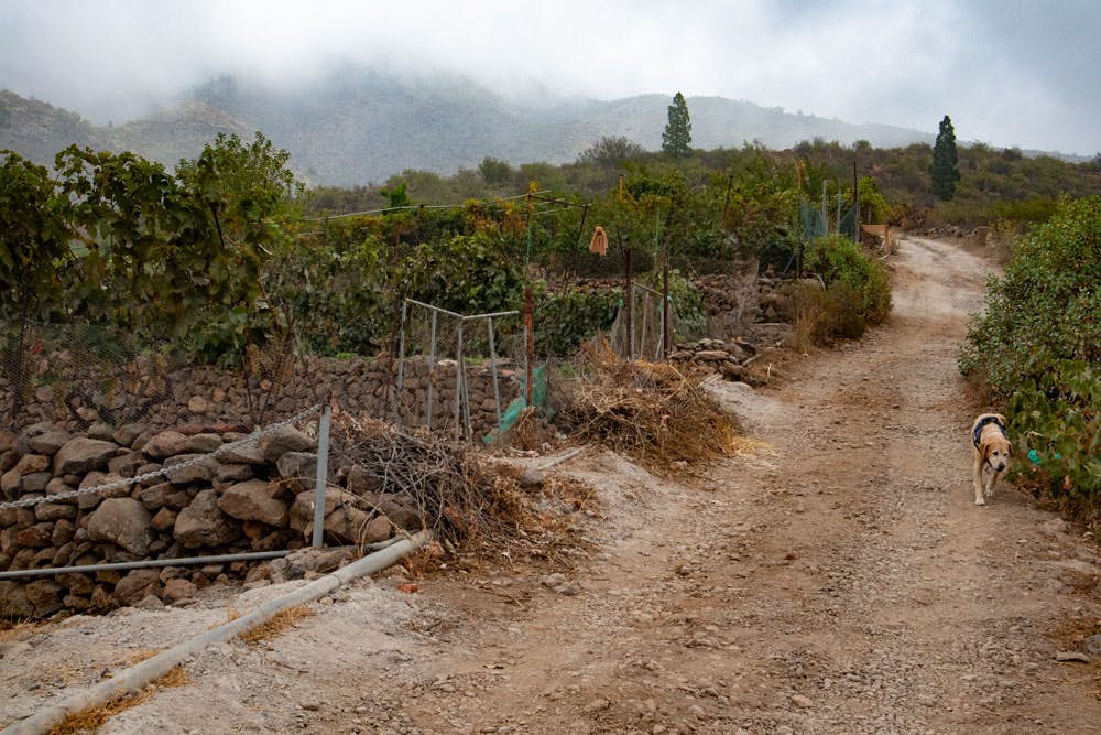 Fahrweg - Wanderweg durch Weinfelder und Gärten