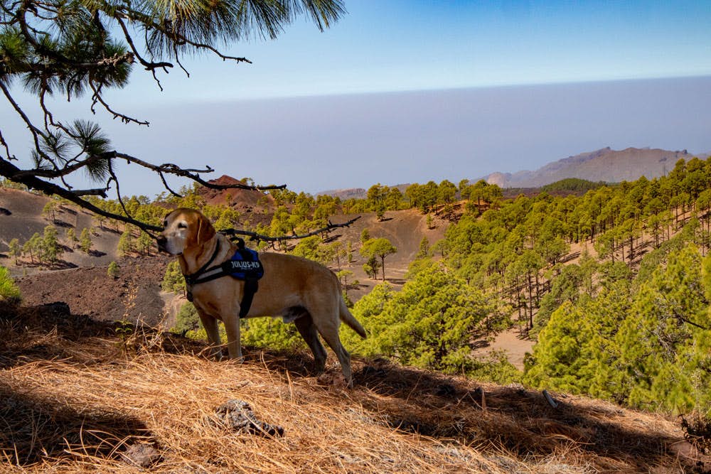 Wanderhund bei der Gipfelrast
