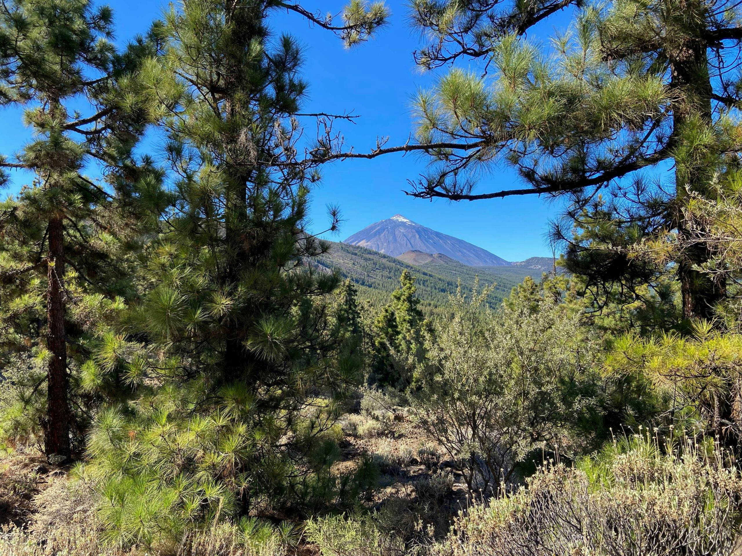 Blick auf den Teide vom Aufstiegsweg