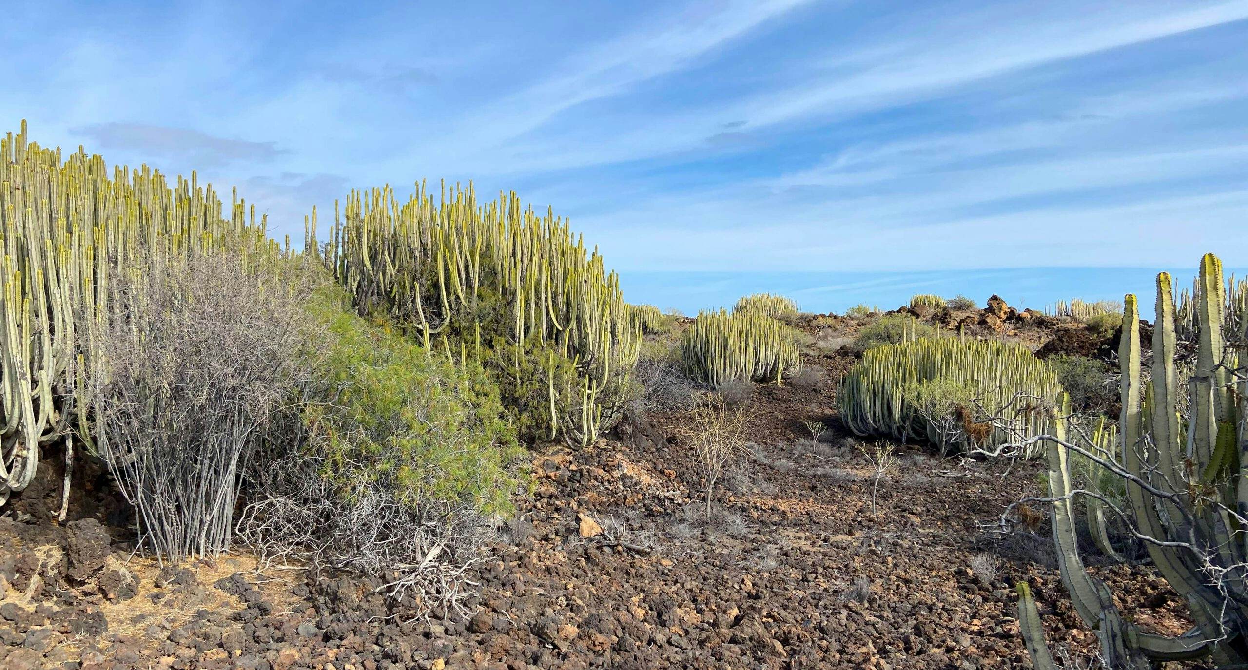 Landschaft Malpaís de Güímar - Lavafelder mit vielen endemischen Pflanzenarten
