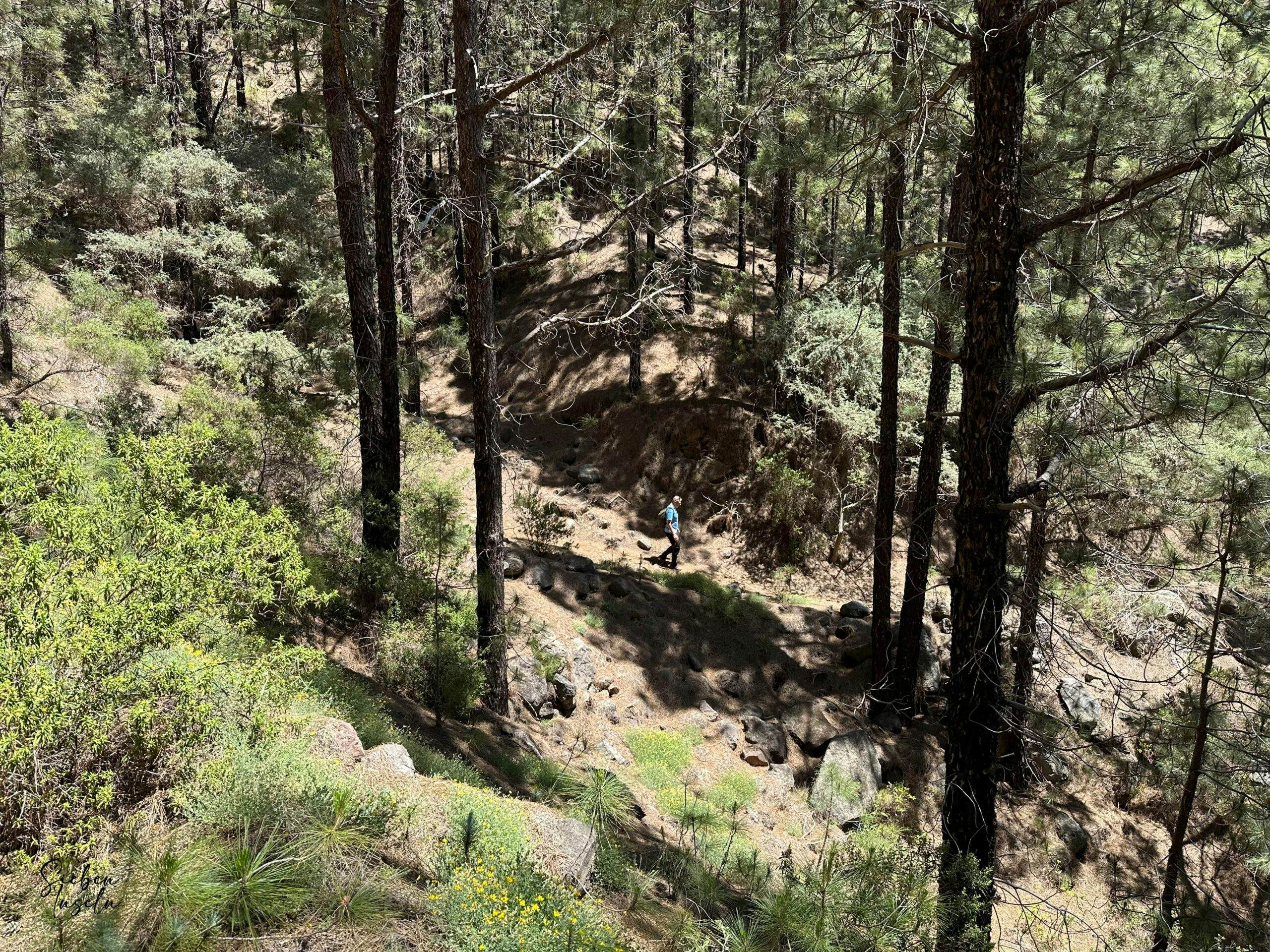 Wanderer auf dem Abstiegsweg im Schutzgebiet von La Lagunetas im Wald Richtung Igueste de Candelaria