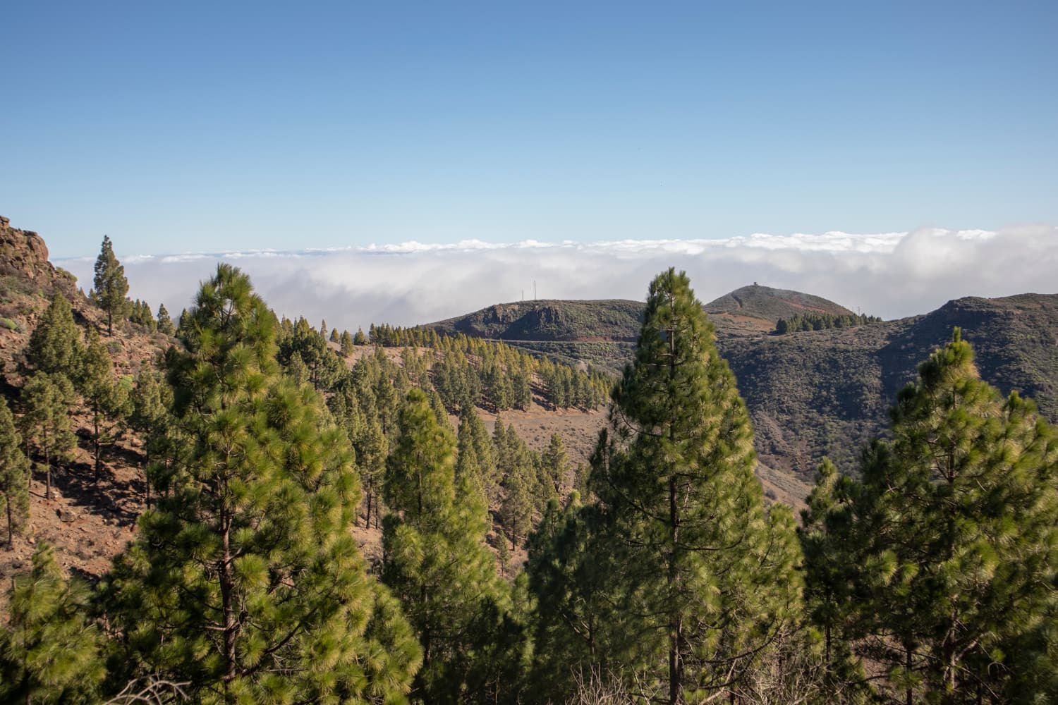 View over the pine forests and clouds in the height
