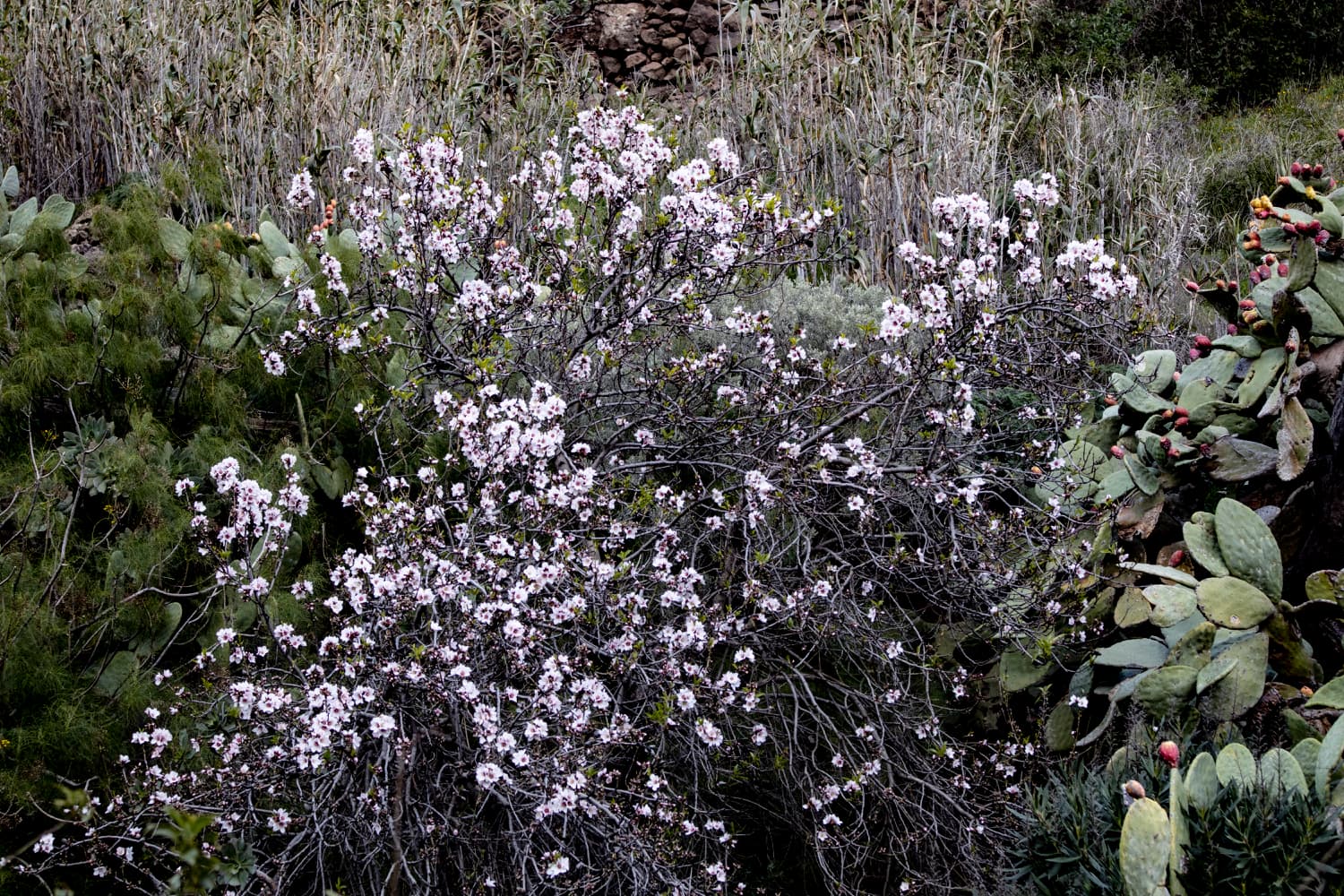Flowering almond trees in the Barranco de Guayadeque