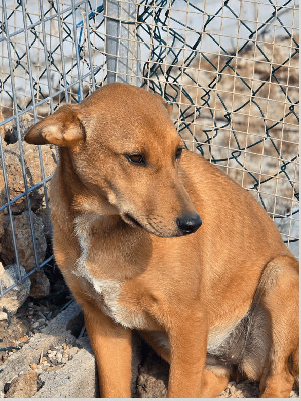 Attila – geboren 28.11.2025
